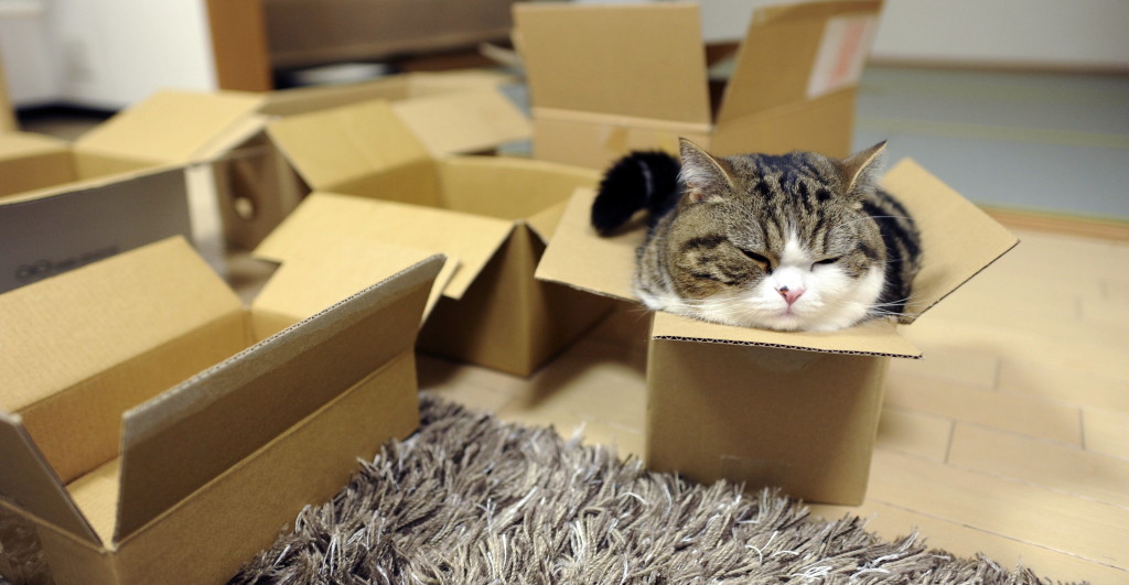 Maru in boxes