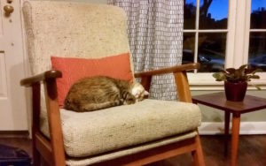 Sita cat sleeping on a chair