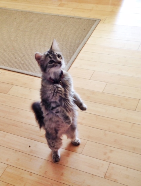 Zooey the cat walking on her hind legs