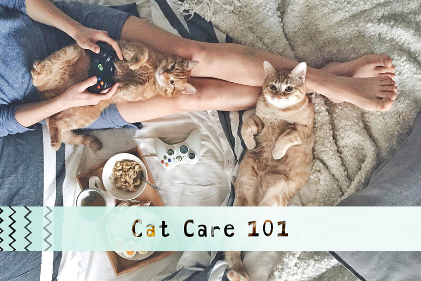 Cat Care 101 header