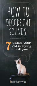 Why Do Cats Meow? How to Decode This Common Cat Sound