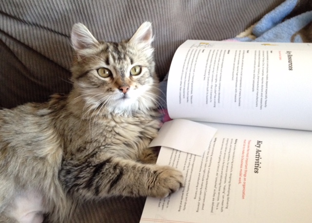 Zooey the cat reading a good book