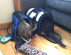 Sita and Pippin in their carriers