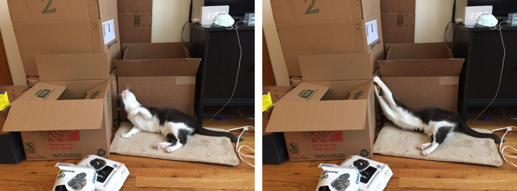 Pippin cat with boxes