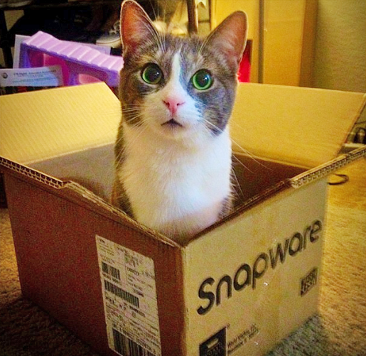 Toulouse the cat in a box