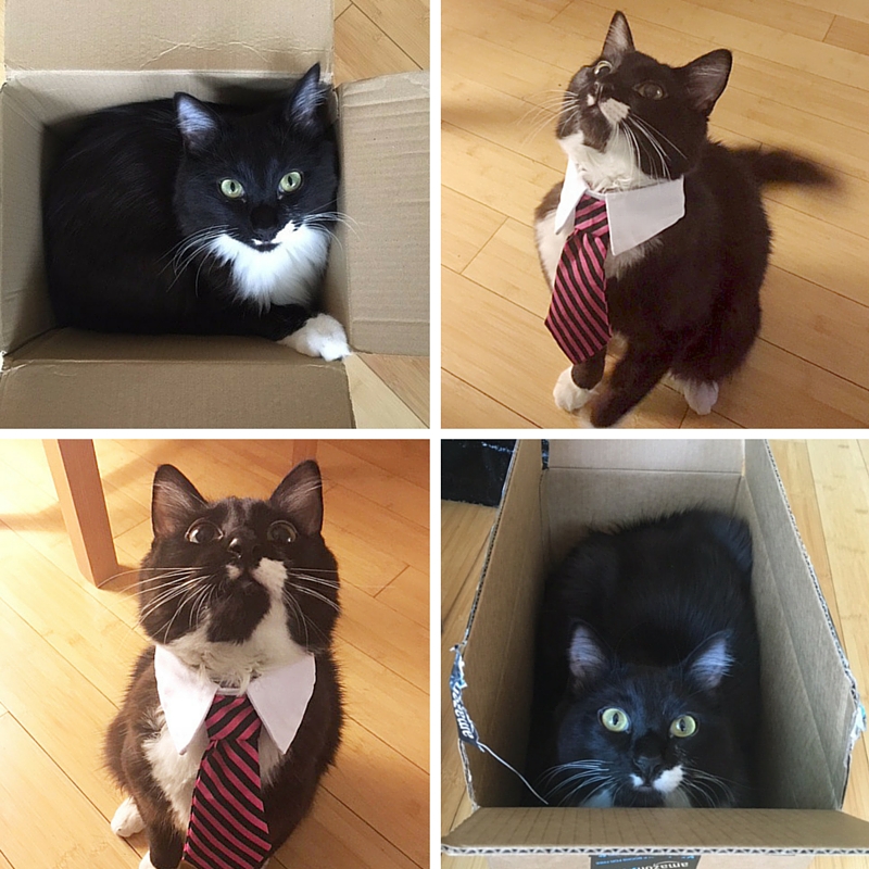 Neville the dapper kitty wearing a tie