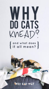 One of our kitties' strangest (and most endearing) behaviors, explained. #cats #whycatwhy