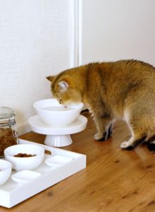 cat feeding station