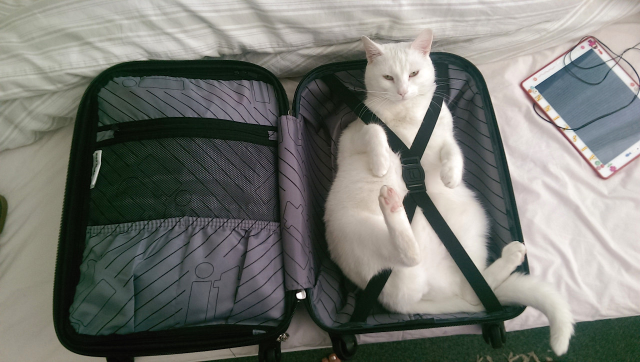 cat in a suitcase