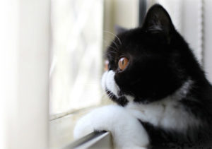 cat looking out window