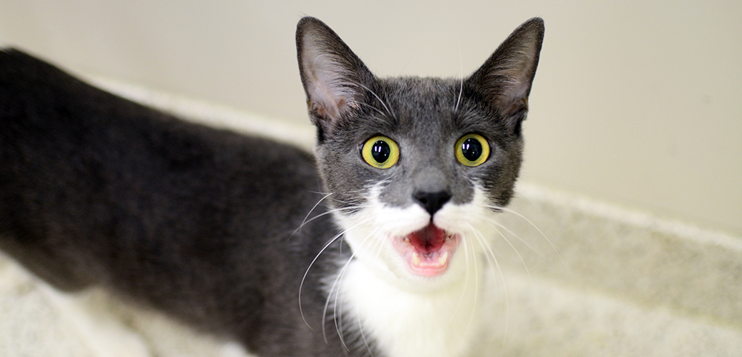 8 Common Cat Sounds Decoded: Why Cats Purr, Meow and Yowl
