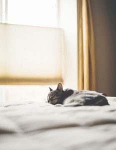 cat napping on bed