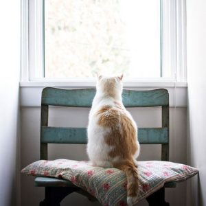 cat on a window seat