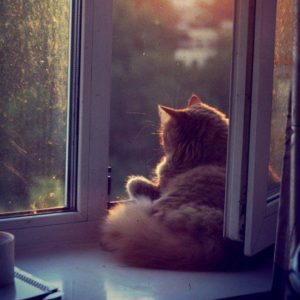 cat on a windowsill