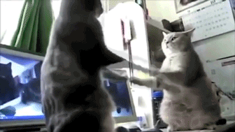 CCM: The Funniest Cat Gifs On The Interwebs