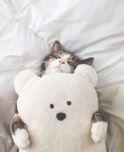 cozy cat with stuffed bear