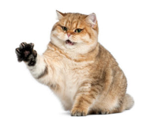 Golden shaded British shorthair, sitting and hissing