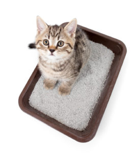 kitten in a litter box