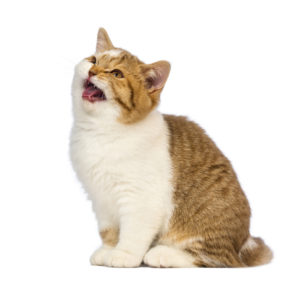 British Shorthair kitten meowing in front of white background