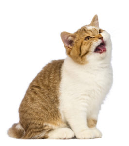 British Shorthair kitten meowing in front of white background