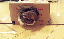 maru in a box