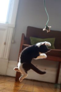 playing kitten leaping for toy