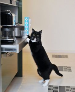 cat about to jump on countertop[