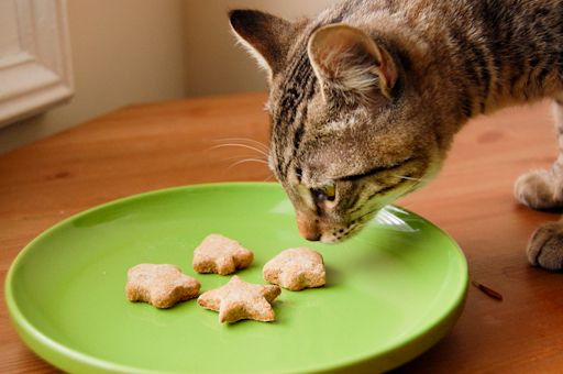 cat and homemade treats