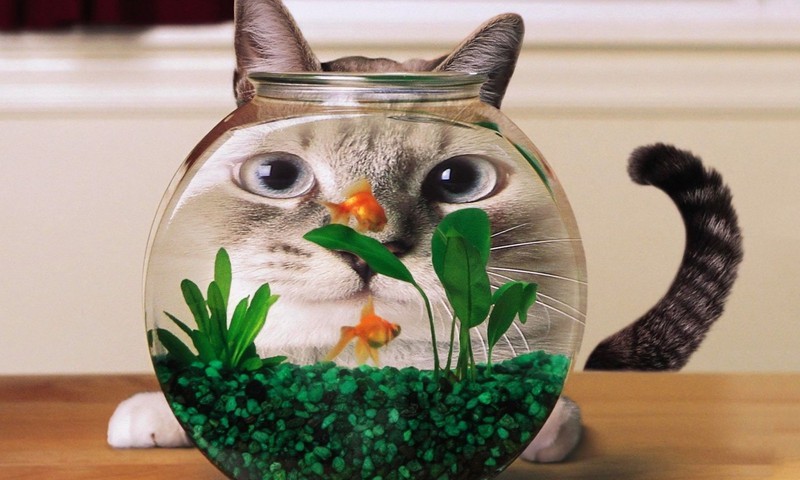 cat fishbowl face