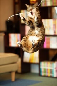 cat jumping for string