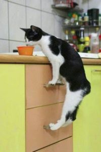 cat on a countertop