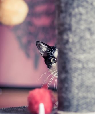 cat peeking around corner