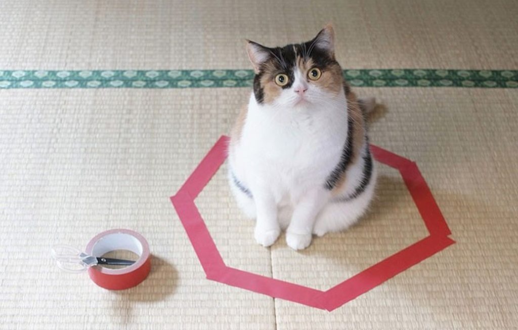 cat sitting in a tape circle trap