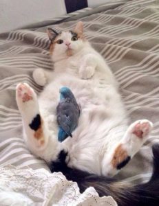 cat with bird on belly