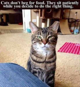 cats don't beg