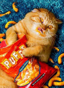 cheese puffs cat