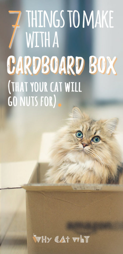 Cardboard box cat diys
