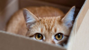 cat eyes in a box