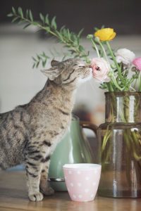 cat-smelling-flower