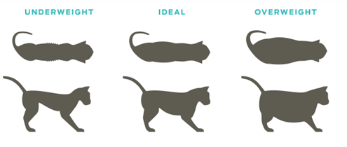 cat-weight-diagram