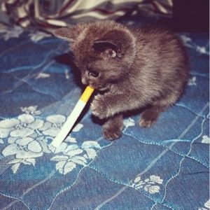 kitten-with-cigarette