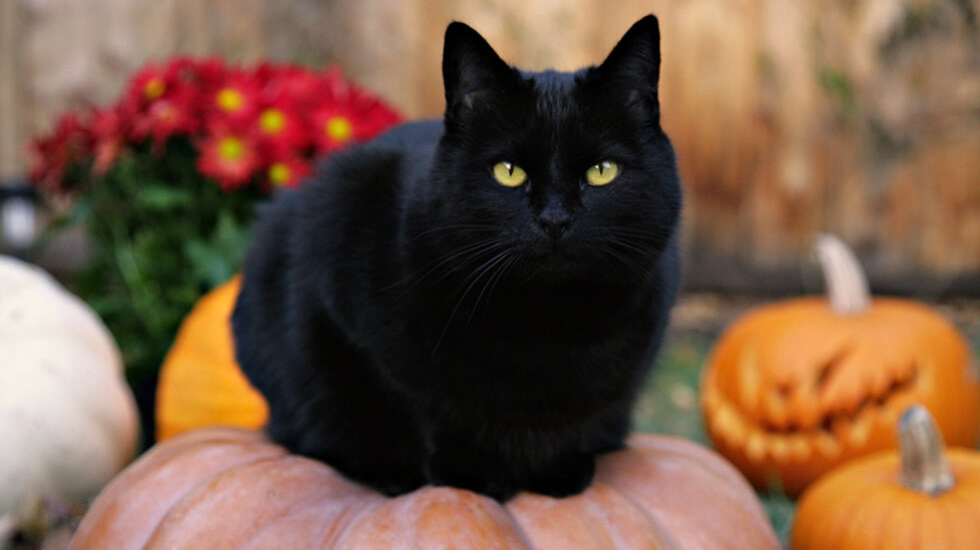 black-cat-halloween-pumpkin