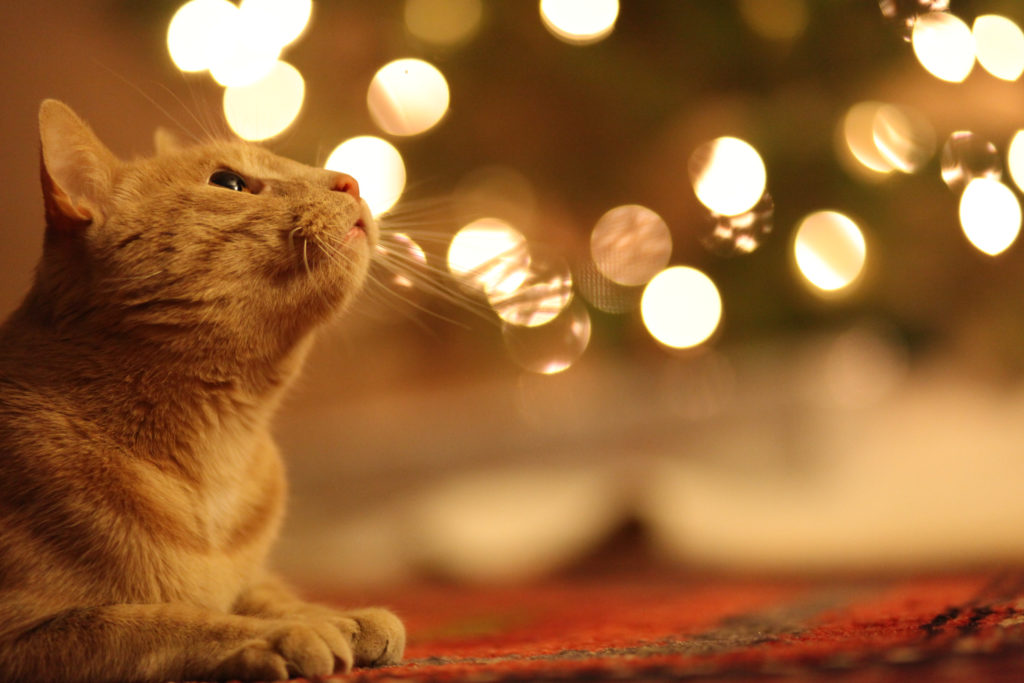 cat-christmas-lights