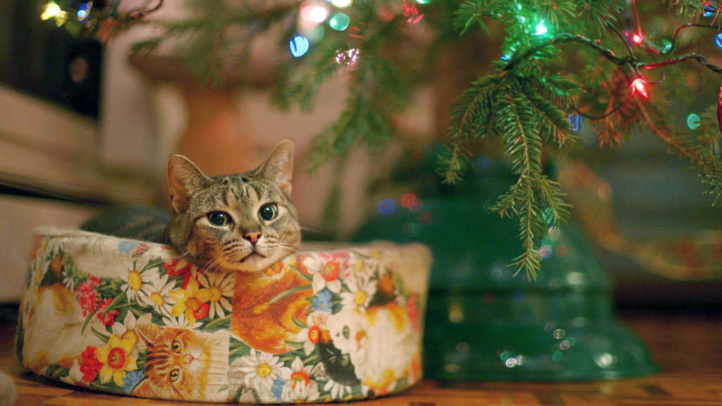 cat-under-christmas-lights