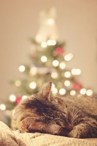 kitty-christmas-tree