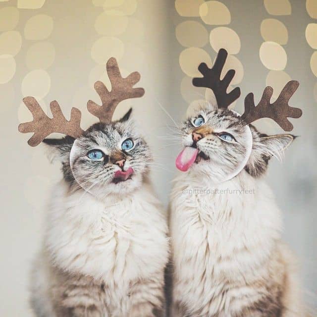 pitterpatterfurryfeet-cats-with-antlers