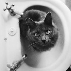 Why are cats so obsessed with bathrooms?