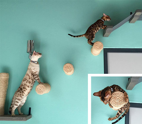 Cat Vertical Space 101 The Ultimate, How To Make Your Own Cat Wall Shelves