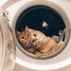 Cute Cat Monday: Fatty & Skinny, the Inseparable Kitty Brothers