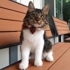 Cute Cat Monday: Rosie, the Cat Raised By Huskies